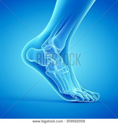 3d rendered medically accurate illustration of the bones of the foot