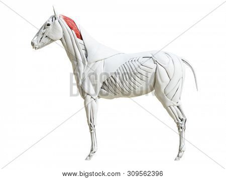 3d rendered medically accurate illustration of the equine muscle anatomy - splenius