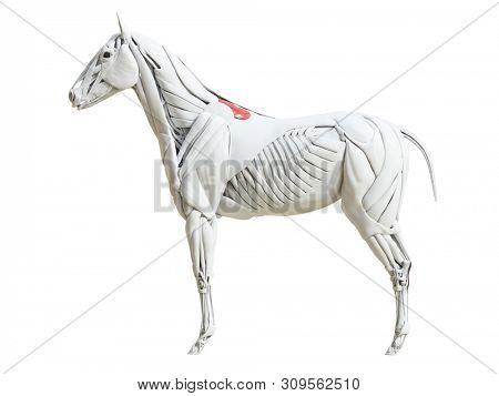 3d rendered medically accurate illustration of the equine muscle anatomy - rhomboideus thoracis