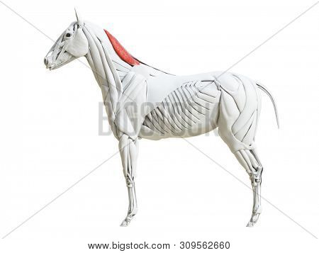 3d rendered medically accurate illustration of the equine muscle anatomy - rhomboideus cervicis