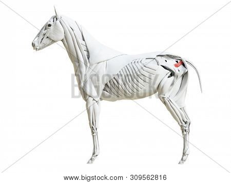 3d rendered medically accurate illustration of the equine muscle anatomy - Coccygeus