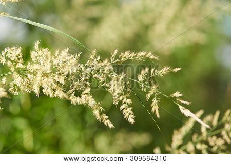 Nature Background With Wildgrass Under Sunlight. Selective Focus. Plant Background.