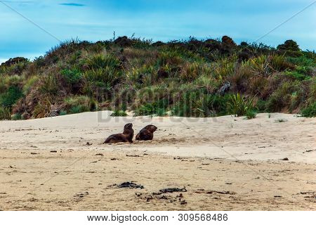 Huge two sea lions resting on the sand. New Zealand. The picturesque Pacific coast of the South Island. Picturesque Cannibal Bay. The concept of ecological, active and phototourism