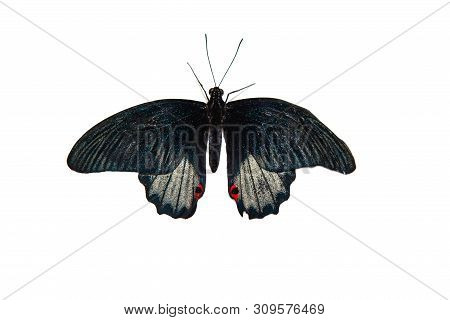 Limenitis Archippus, Viceroy Butterfly, Isolated On White