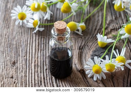 A Bottle Of Dark Blue German Chamomile Essential Oil With Fresh Plant