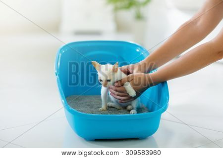 Cat In Litter Box. Kitten In Toilet. Home Pet Care