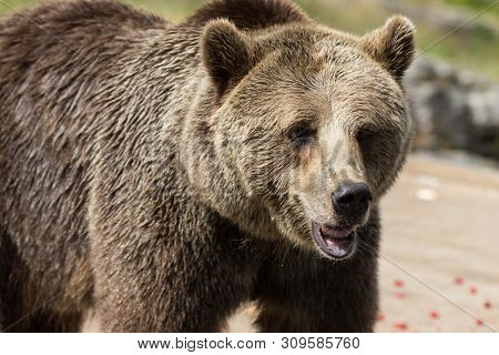 Closeup Portrait Of Huge Shaggy Adult Brown Bear Looking With Interest. Ursus Arctos Beringianus. Ka
