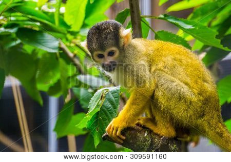 Closeup Of A Common Squirrel Monkey Sitting In A Tree, Cute Small Primate Specie From America