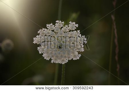 Beautiful Delicate Wild White Meadow Flower Lit By Warm Evening Summer Sun On A Calm Background
