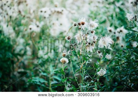 Overblown Buds Of Cirsium Heterophyllum. Blooming Thistle On Green Bokeh Background. Scenic Backdrop