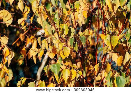 Autumn Leaves Of Young Birch Tree Close-up. Fall Natural Background Of Yellow Orange Green Foliage. 