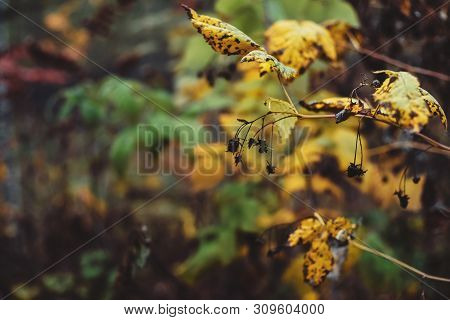 Orange Yellow Autumn Leaves On Bokeh Background. Scenic Fall Rich Flora In Dark Forest. Colorful Fol