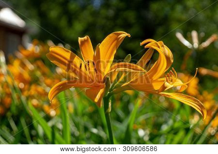 Orange Dyililies, Hemerocallis In A Garden Closeup Shot At Sunny Summer Day