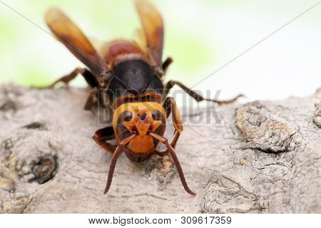 Close Up Of Giant Hornet On A Tree Surface In Studio Shot