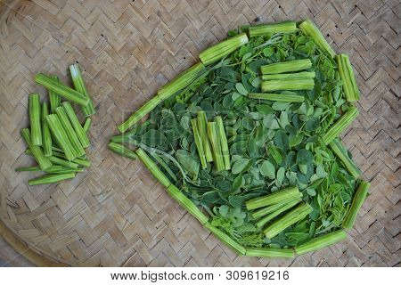 Moringo Tree Leaves And Drumsticks Fruits Of This Plants