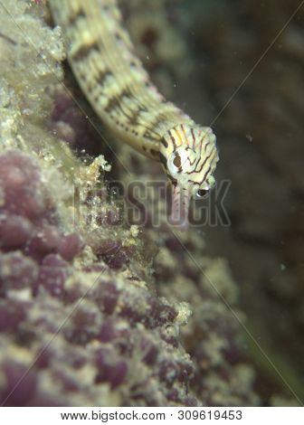 Closeup And Macro Shot Of The Yellow-banded Pipefish During A Leisure Dive In Mabul Island, Semporna