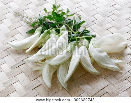 Agasta,sesban, Vegetable Humming Bird,