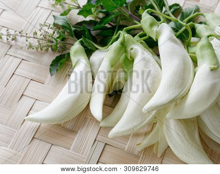 Agasta,sesban, Vegetable Humming Bird,