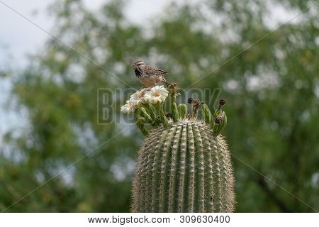 Saguaro Cactus Flowers On Top Against Sky