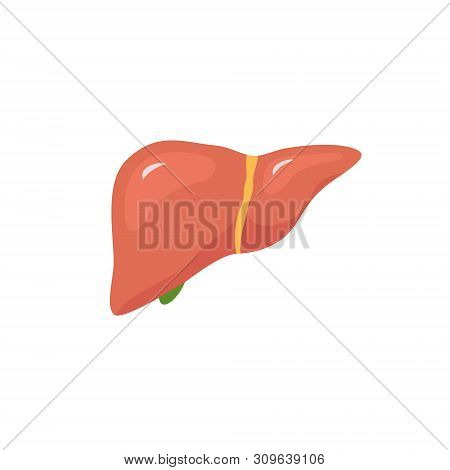 Vector Liver Icon Flat Logo. Human Disease Health Design. Liver Anatomy Medical Healthy Icon