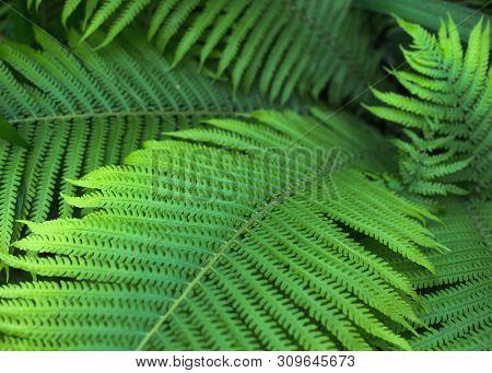 beautiful brught green fern background