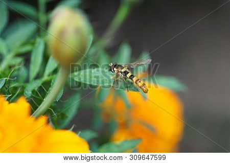 Close-up Hoverfly Sphaerophoria Scripta Sits On Leaf Of The Tagetis Plant In The Foothills Of The No