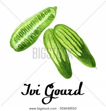 Watercolour Ivi Gourd For Cards, Decor, Poster