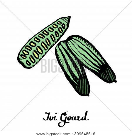 Calligraphy Vector Ivi Gourd  For Cards, Decor, Poster