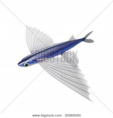 Atlantik FLYINGFISH