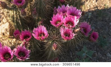 Close Up Of Strawberry Hedgehog Cactus Flowers Near Ajo Az