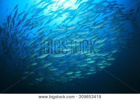 School of Jackfish or Trevally fish 