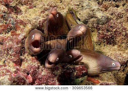 Group of White-eyed Moray Eels