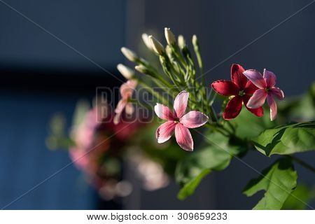 Beautiful Pink And Red Rangoon Creeper Flowers In Garden Outdoor