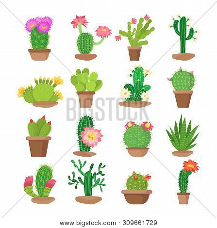 Colorful Set Of Bright Home Blooming Cacti In Pots.