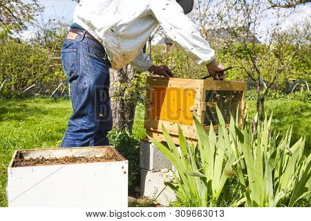 Beekeeper On Apiary. Beekeeper Is Working With Bees And Beehives On The Apiary. To Restack A Hive, T