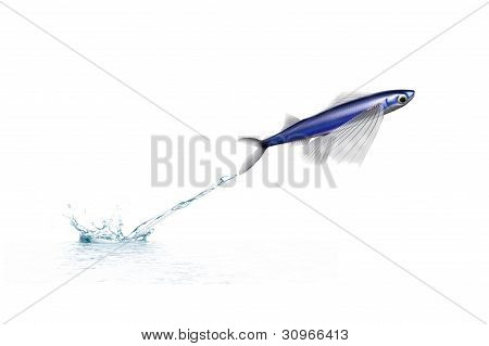 Atlantik FLYINGFISH