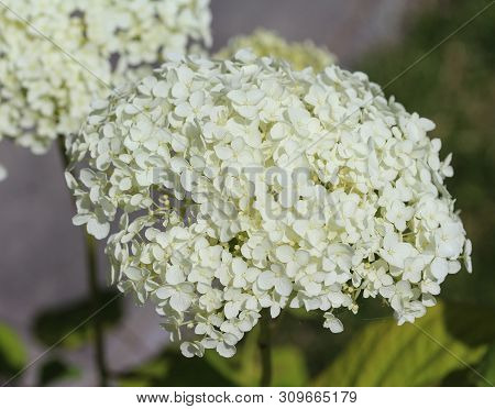 Hydrangea Arborescens, Commonly Known As Smooth Hydrangea, Wild Hydrangea, Or Sevenbark