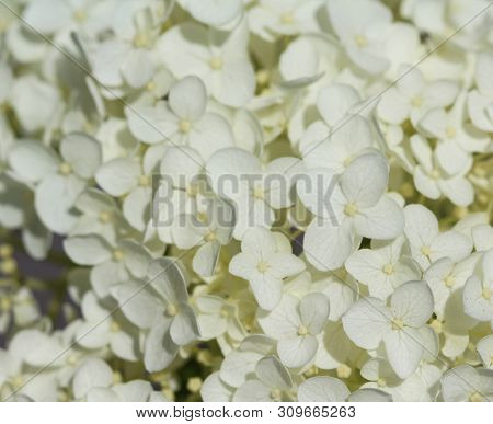 Hydrangea Arborescens, Commonly Known As Smooth Hydrangea, Wild Hydrangea, Or Sevenbark