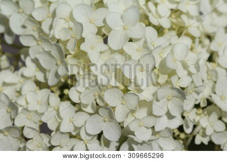 Hydrangea Arborescens, Commonly Known As Smooth Hydrangea, Wild Hydrangea, Or Sevenbark
