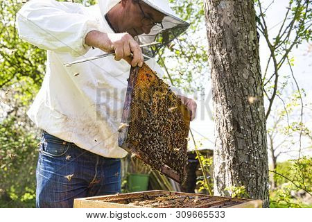 Beekeeper Is Looking Swarm Activity Over Honeycomb On Wooden Frame, Control Situation In Bee Colony.