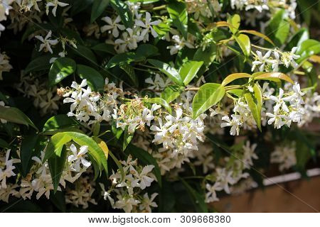 Trachelospermum Jasminoides, Common Names Include Confederate Jasmine, Southern Jasmine, Star Jasmin