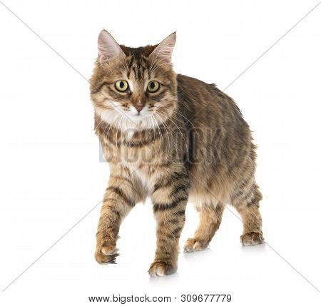 Kurilian Bobtail In Front Of White Background