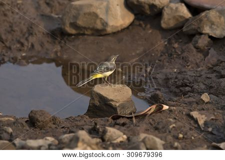 Grey Wagtail-motacilla Cinerea, Sinhagad Valley, Pune District Of Maharashtra, India.