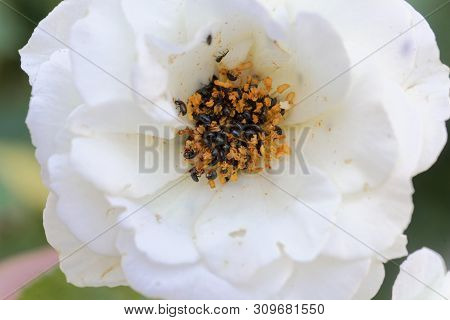 Rose Flower Infested  With Common Pollen Beetle, Brassicogethes Aeneus