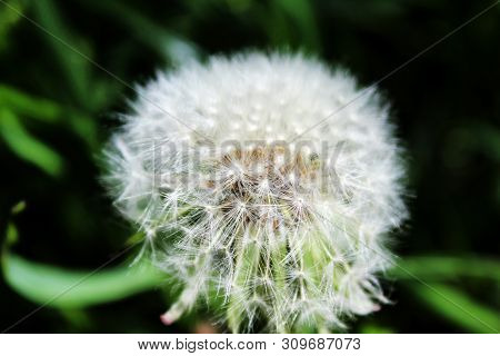 White Dandelion On Green Background In Garden On Sunny Day