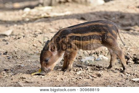 Baby wildboar i chiang mai night safari