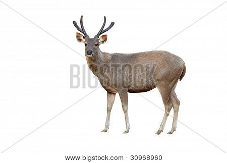 Detta är sambar deer isolerad på vit bakgrund