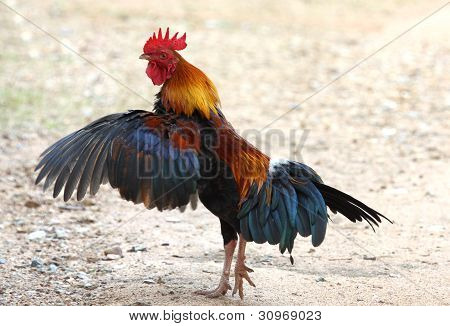 Thai Chicken colorful  clap