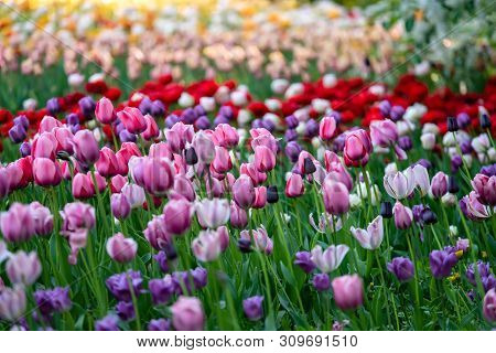 Awesome Colorful Field Of Red-yellow, Dark Violet Tulips From Tulip Festival.