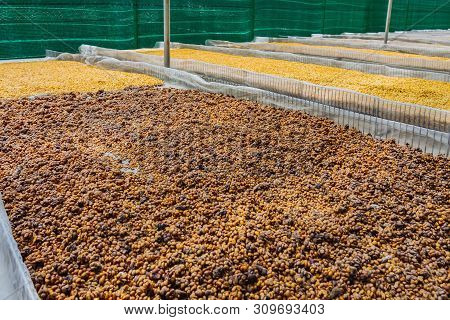 Luwak Coffee, Unclean Coffee Beans,  Kopi Luwak Is Coffee That Includes Part-digested Coffee Cherrie